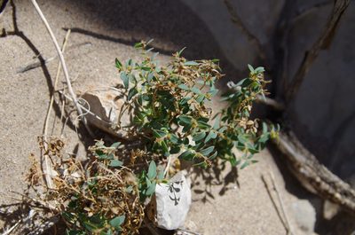 Euphorbia triligulata, photographed by Eric Knight