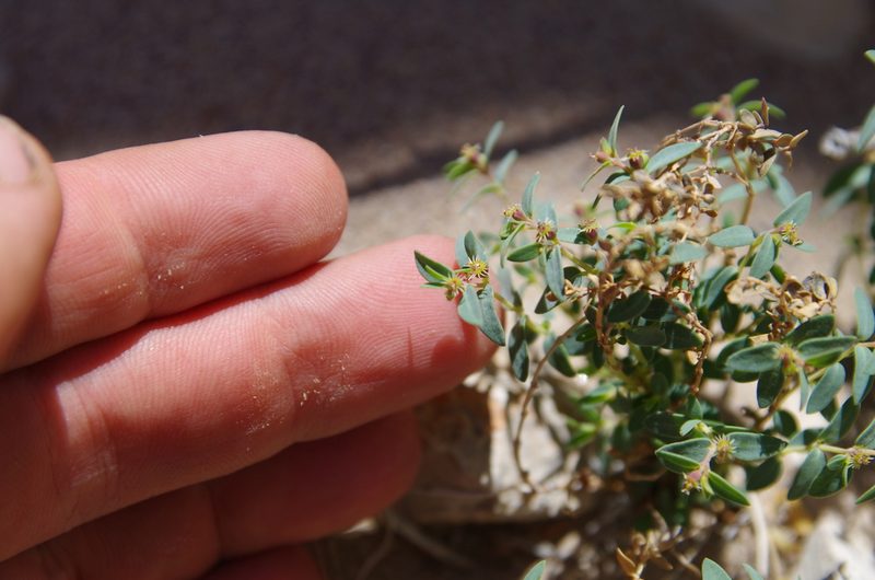 Euphorbia triligulata, photographed by Eric Knight