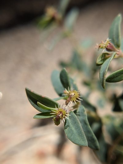 Euphorbia triligulata, photographed by Eric Knight