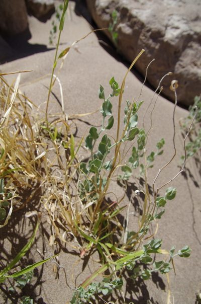 Bonamia ovalifolia, photographed by Eric Knight