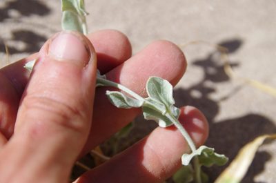 Bonamia ovalifolia, photographed by Eric Knight