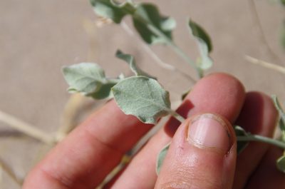 Bonamia ovalifolia, photographed by Eric Knight