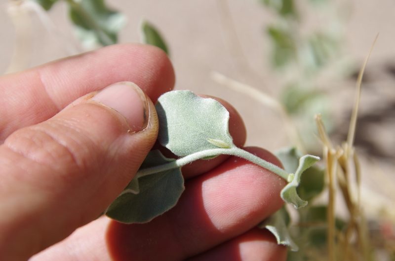 Bonamia ovalifolia, photographed by Eric Knight