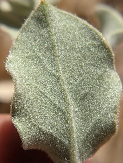 Bonamia ovalifolia, photographed by Eric Knight