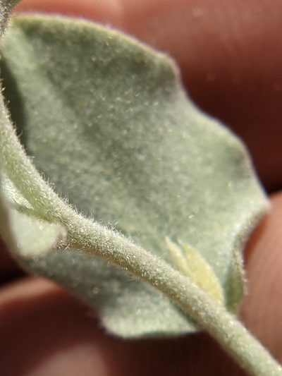 Bonamia ovalifolia, photographed by Eric Knight