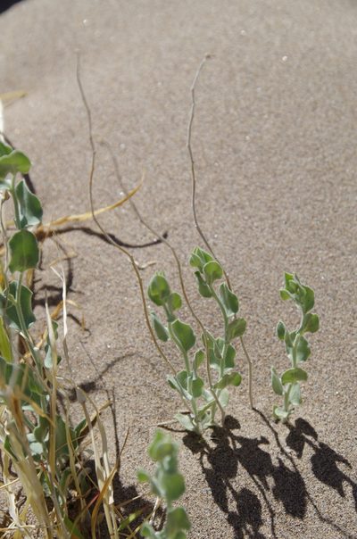 Bonamia ovalifolia, photographed by Eric Knight