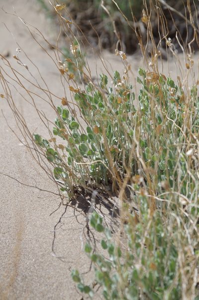 Bonamia ovalifolia, photographed by Eric Knight