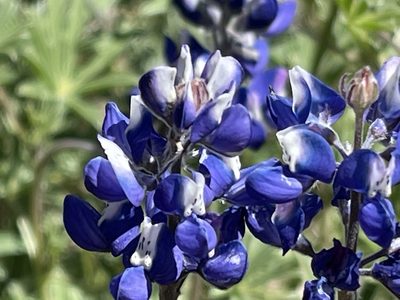 Lupinus nanus, photographed by rappman