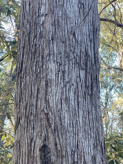 Eucalyptus resinifera, photographed by Richard Fuller