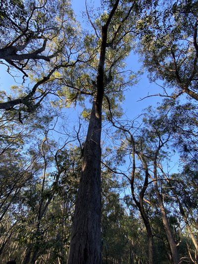 Eucalyptus resinifera, photographed by Richard Fuller