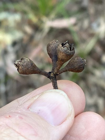 Eucalyptus resinifera, photographed by Richard Fuller