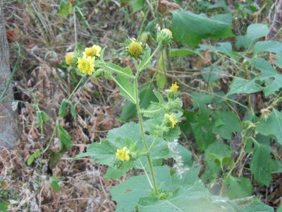 Simsia foetida, photographed by Neptalí Ramírez Marcial