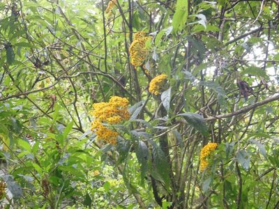 Verbesina hypargyrea, photographed by Neptalí Ramírez Marcial