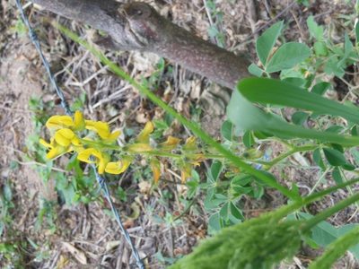 Crotalaria cajanifolia, photographed by Neptalí Ramírez Marcial