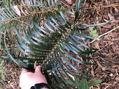Macrozamia lucida, photographed by Tim Shields