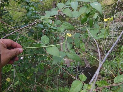 Vigna umbellata, photographed by Neptalí Ramírez Marcial
