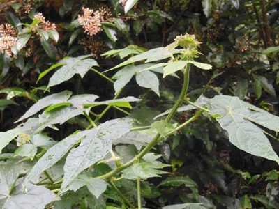 Sabdariffa uncinella, photographed by Neptalí Ramírez Marcial