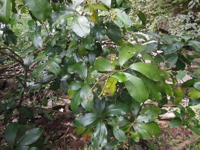 Ardisia paschalis, photographed by Neptalí Ramírez Marcial