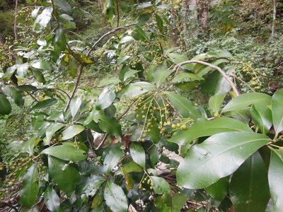 Ardisia paschalis, photographed by Neptalí Ramírez Marcial