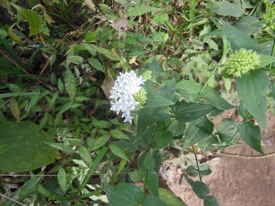 Bouvardia quinquenervata, photographed by Neptalí Ramírez Marcial