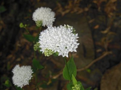 Bouvardia quinquenervata, photographed by Neptalí Ramírez Marcial