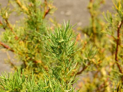 Adesmia pinifolia, photographed by Guillermo Debandi