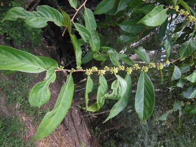 Piparea dentata, photographed by Neptalí Ramírez Marcial