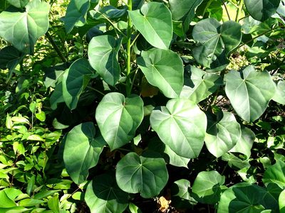 Jatropha gaumeri, photographed by Alexis López Hernández
