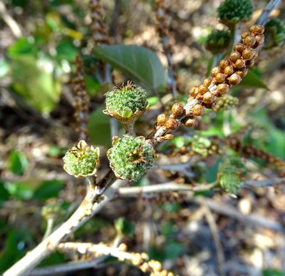 Croton arboreus, photographed by Alexis López Hernández
