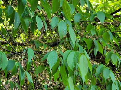Ulmus uyematsui, photographed by Yu-Huang Wang