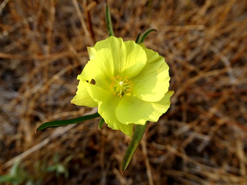 Cienfuegosia yucatanensis, photographed by Alexis López Hernández