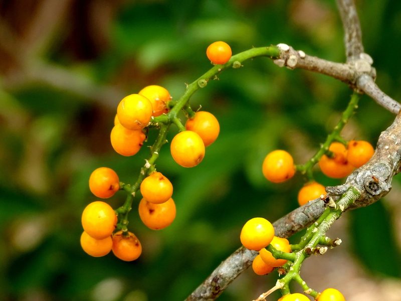 Forchhammeria trifoliata, photographed by Alexis López Hernández