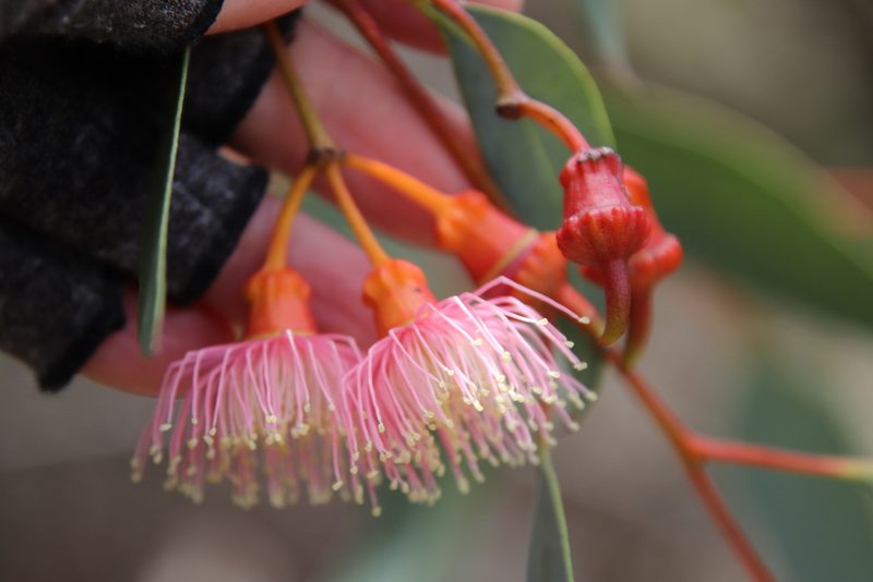 Eucalyptus torquata, photographed by Millie Basden