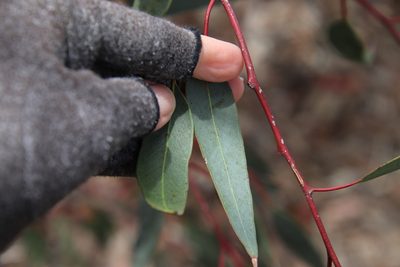 Eucalyptus torquata, photographed by Millie Basden