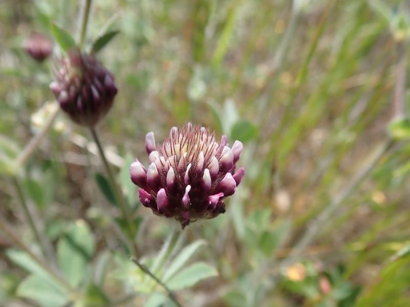 Trifolium dichotomum, photographed by joergmlpts