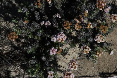 Stoebe hispida, photographed by Tony Rebelo