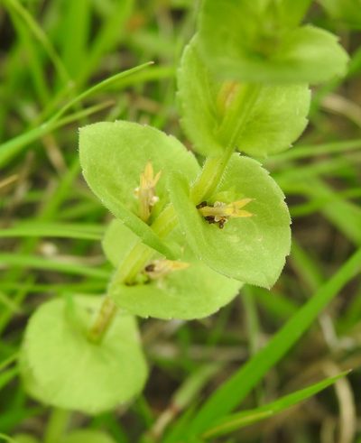 Triodanis texana, photographed by saltyhiker