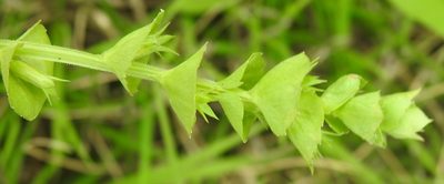 Triodanis texana, photographed by saltyhiker