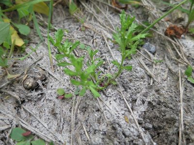 Centipeda aotearoana, photographed by Alice Shanks