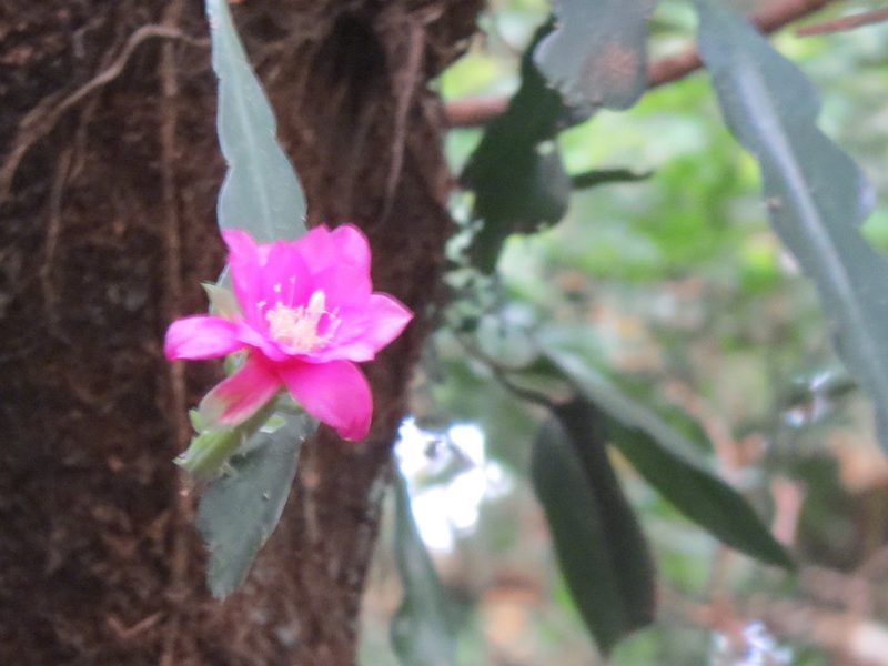 Disocactus macdougallii, photographed by Francisco Emilio Roldán Velasco