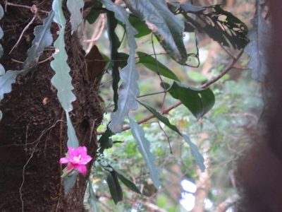 Disocactus macdougallii, photographed by Francisco Emilio Roldán Velasco