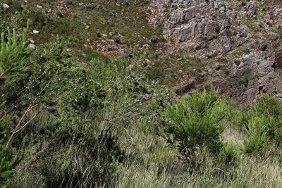 Psoralea intonsa, photographed by Tony Rebelo