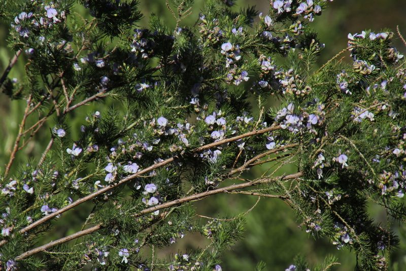 Psoralea intonsa, photographed by Tony Rebelo