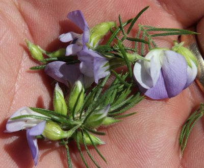 Psoralea intonsa, photographed by Tony Rebelo