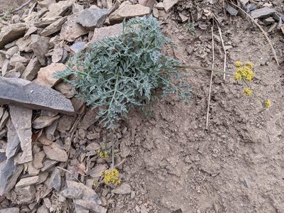 Lomatium observatorium, photographed by Trevor Van Loon