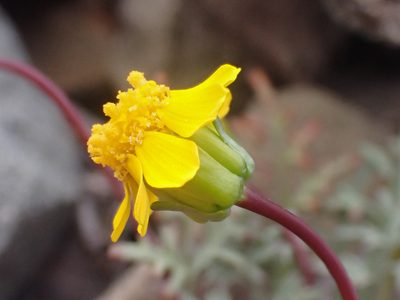 Coreopsis hamiltonii, photographed by Trevor Van Loon