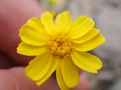 Coreopsis hamiltonii, photographed by Trevor Van Loon