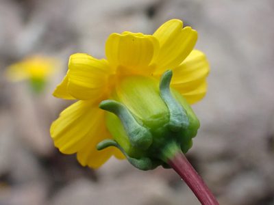 Coreopsis hamiltonii, photographed by Trevor Van Loon