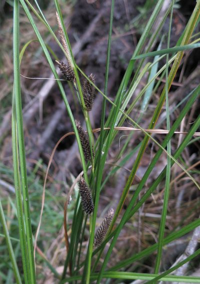 Carex dipsacea, photographed by Alice Shanks