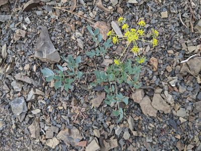 Lomatium californicum, photographed by Trevor Van Loon